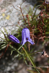 Campanula excisa