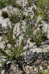 Polygala peduncularis
