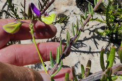 Polygala peduncularis