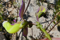 Polygala peduncularis