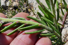 Polygala peduncularis