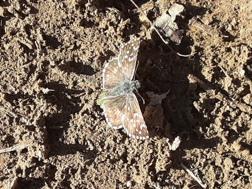 súmračníkovité (Hesperiidae)