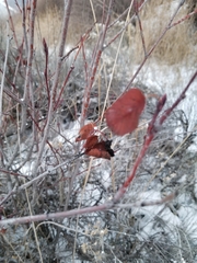 Amelanchier cusickii