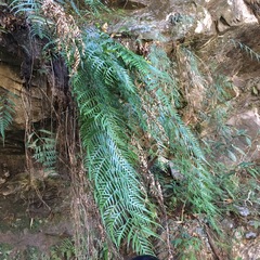 Pteris formosana