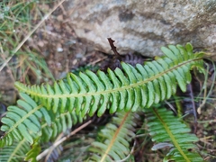Struthiopteris spicant