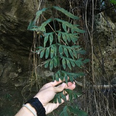 Pteris formosana