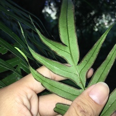 Pteris formosana