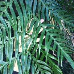 Pteris formosana