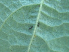 Megalurothrips sjostedti