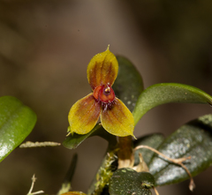 Andinia barba-caprina