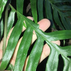 Pteris formosana
