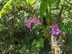 Epidendrum centropetalum