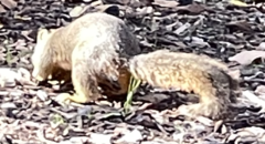 Sciurus niger