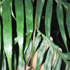 Pteris formosana