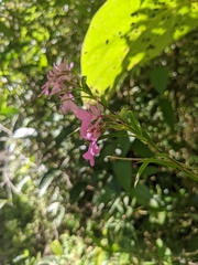 Epidendrum centropetalum