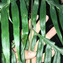 Pteris formosana