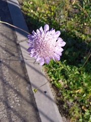 Scabiosa columbaria