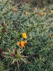 Ulex europaeus