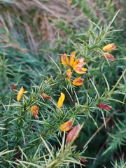 Ulex europaeus