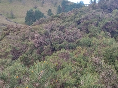 Ulex europaeus