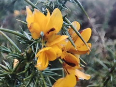 Ulex europaeus