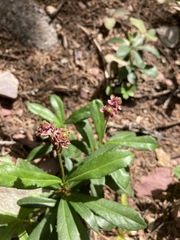 Chimaphila umbellata umbellata