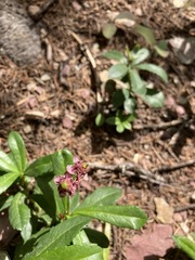 Chimaphila umbellata umbellata
