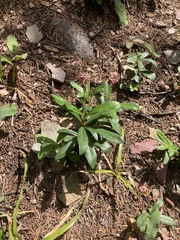 Chimaphila umbellata umbellata
