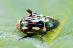 Pelidnota liturella