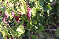 Aristolochia baetica