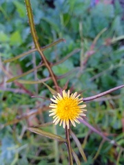 Sonchus tenerrimus