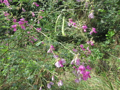 Tephrosia grandiflora
