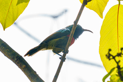 Cinnyris fuelleborni