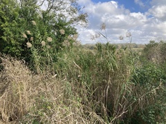 Phragmites australis berlandieri
