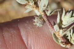 Atriplex coulteri