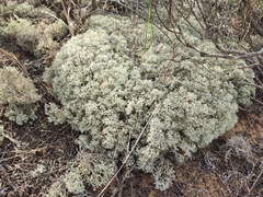 Cladonia mediterranea