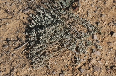 Atriplex coulteri