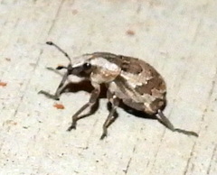 Graphorhinus vadosus