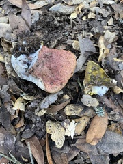 Butyriboletus querciregius