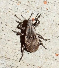 Graphorhinus vadosus