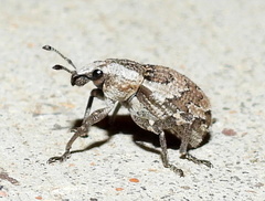 Graphorhinus vadosus