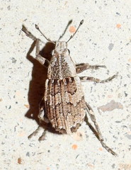 Graphorhinus vadosus