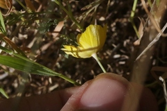 Eschscholzia ramosa