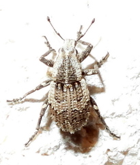 Graphorhinus vadosus