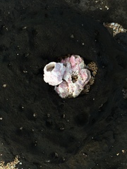 Megabalanus tintinnabulum