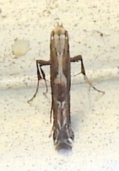 Leucospilapteryx venustella