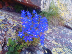 Campanula saxifraga