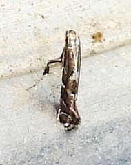 Leucospilapteryx venustella