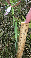 Cleistesiopsis oricamporum