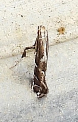 Leucospilapteryx venustella